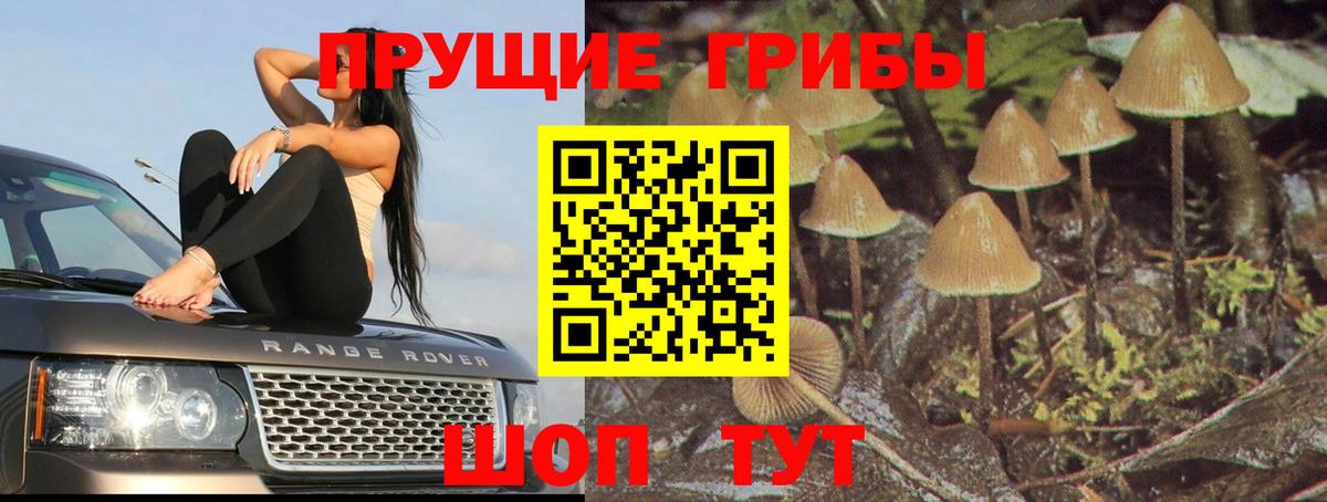 где купить наркоту  Вход с VPN  Советская Гавань  Галлюциногенные грибы Cubensis 